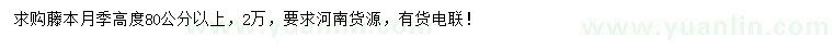 求購高度80公分以上藤本月季
