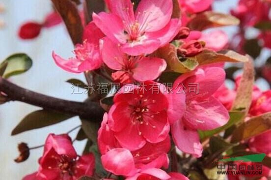 北美海棠 江蘇北美海棠 北美海棠價格
