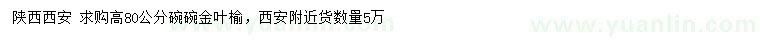 求購高80公分金葉榆