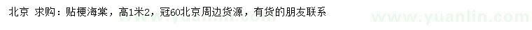 求購高1.2米貼梗海棠