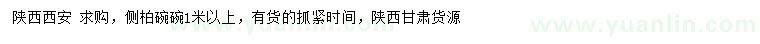 求購1米以上側(cè)柏