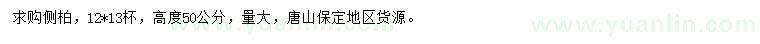 求購高度50公分側(cè)柏