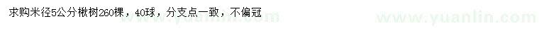求購米徑5公分楸樹