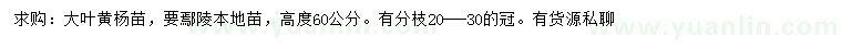 求購高度60公分大葉黃楊