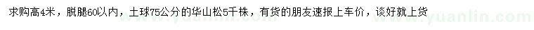 求購高4米華山松