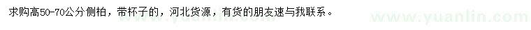 求購高50-70公分側柏