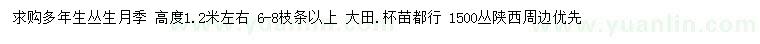 求購(gòu)多年生叢生月季