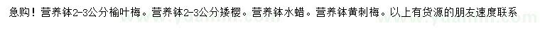 求購2-3公分榆葉梅