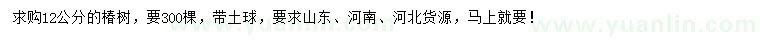 求購12公分椿樹