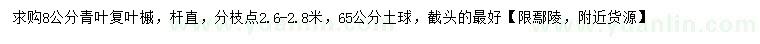求購8公分青葉復葉槭