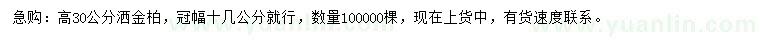 求購高30公分灑金柏