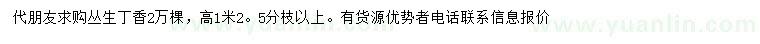 求購高1.2米叢生丁香