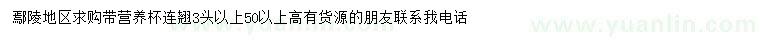 求購高50公分以上以上連翹