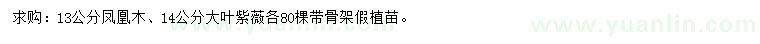 求購13公分鳳凰木、14公分大葉紫薇