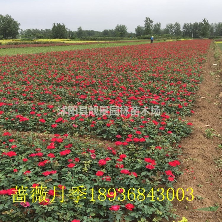 红帽月季价格 红帽月季繁殖方法介绍 苗圃直销红帽月季