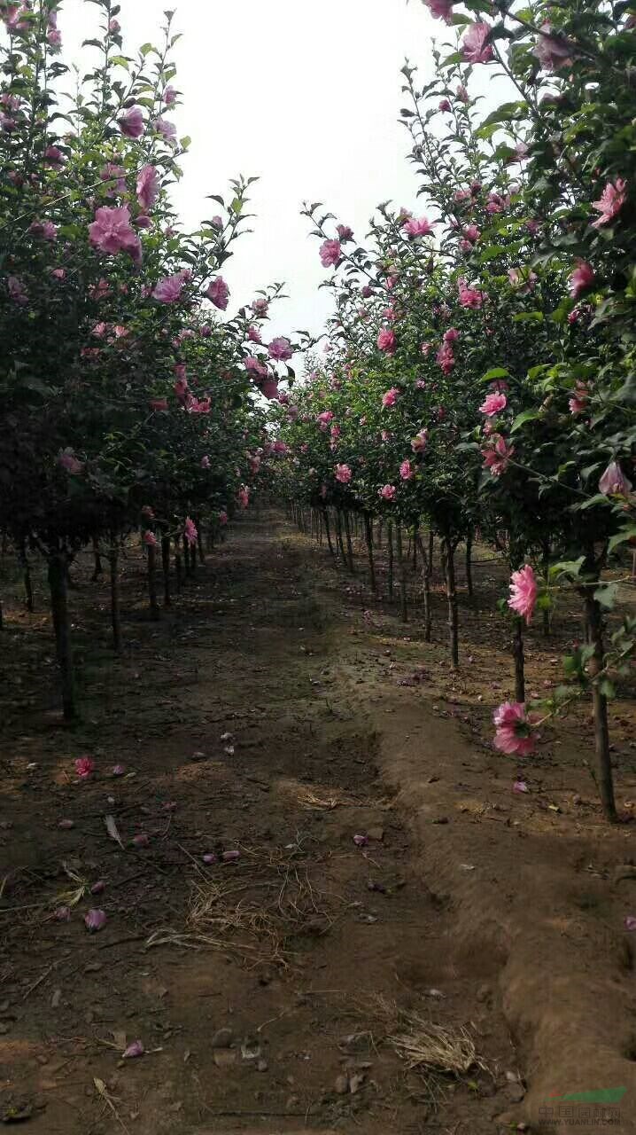 紅花木槿 產(chǎn)地價格 基地直銷 