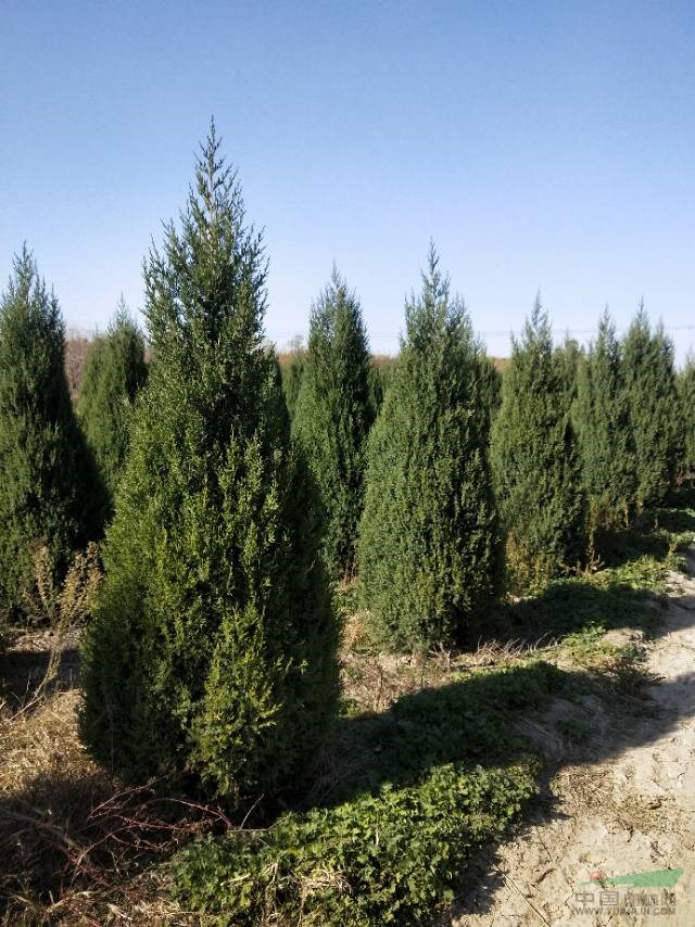 【望都塔檜】多少錢_望都塔檜行情_保定澤浩苗木基地