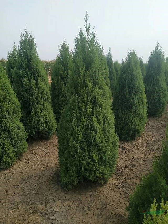 【望都塔檜】多少錢_望都塔檜行情_保定澤浩苗木基地