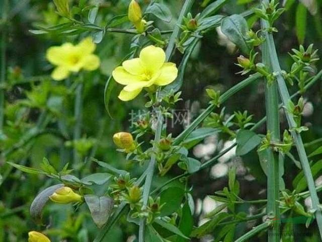 迎春花價(jià)格河北保定迎春花廠家_迎春花報(bào)價(jià)_澤浩苗木基地