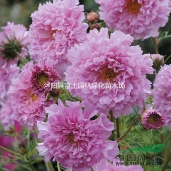 花卉種子/波斯菊/格?；?景觀花卉/波斯菊圖片/波斯菊圖片