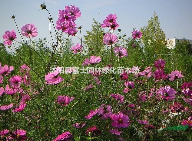 花卉種子/波斯菊/格桑花/景觀花卉/波斯菊圖片/波斯菊圖片