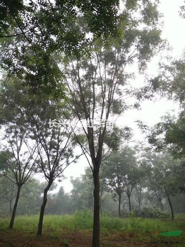 浙江泗安苗木之都提供国槐13-15公分
