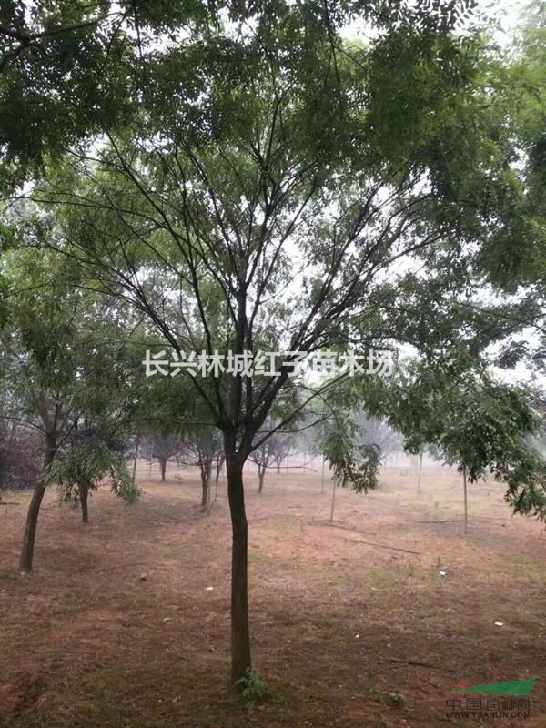 长兴红叶李，国槐