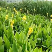 水生基地直銷各種水生植物 菖蒲 鳶尾 再力花 風車草 蘆葦等