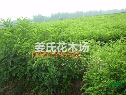 梅雨季節(jié)種植護(hù)坡草狗牙根三葉草百喜草結(jié)縷草紫穗槐刺槐事半功倍