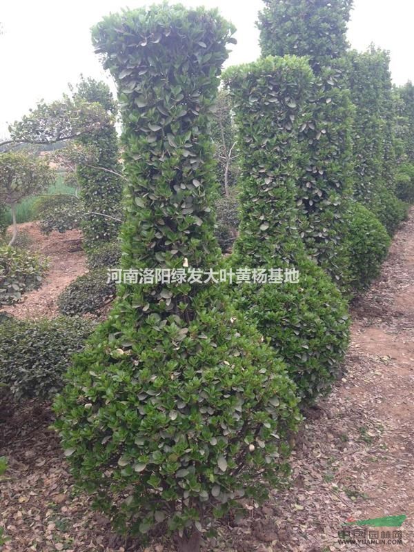 供應(yīng)大葉黃楊造型