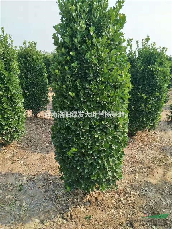 供應(yīng)大葉黃楊造型