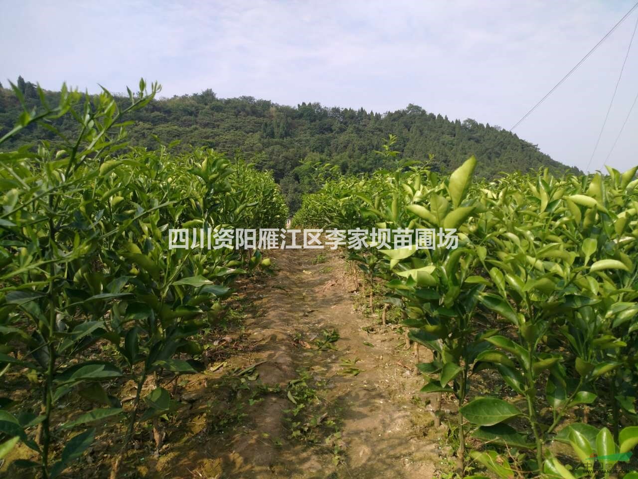 柑桔苗 柑桔苗基地 柑桔苗供應 