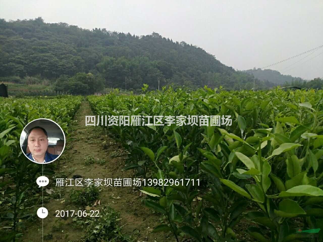 柑桔苗 柑桔苗基地 柑桔苗供應 