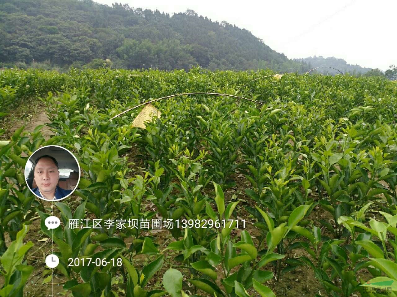 資陽柑桔苗 柑桔苗價格 柑桔苗報價