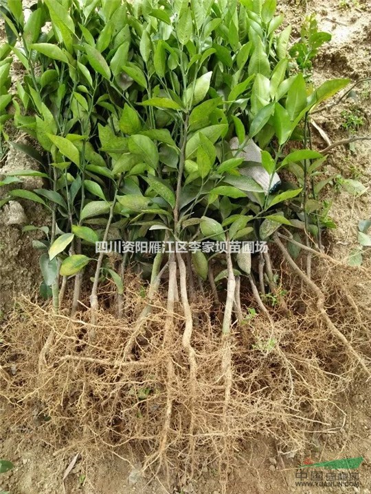 沃柑苗 沃柑苗基地 沃柑苗批發(fā) 四川沃柑苗 資陽香橙