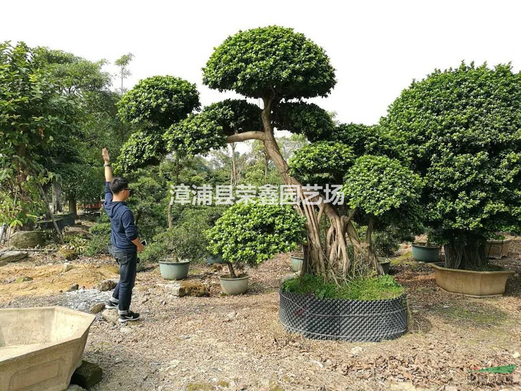 福建漳浦沙西鎮(zhèn)——小葉榕基地