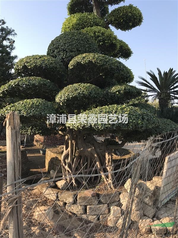 福建漳浦沙西鎮(zhèn)——小葉榕基地