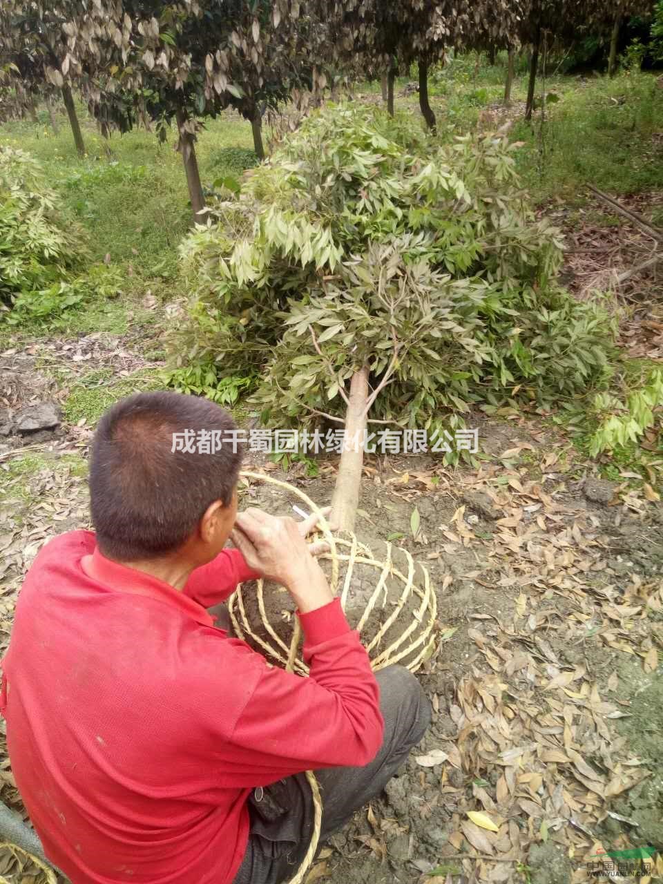 金絲楠木產(chǎn)地.6公分楨楠價(jià)格.小葉楨楠種植基地.千蜀園林貞楠