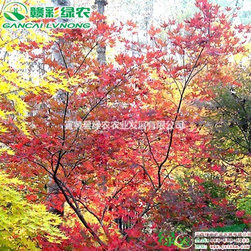 江西綠農(nóng)供應(yīng)日本楓赤鴨立澤小苗 日本紅楓