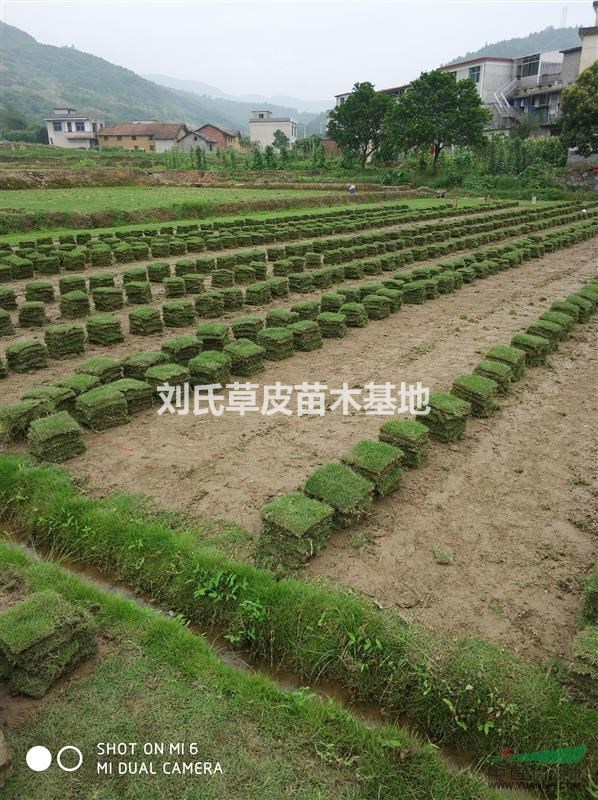 郴州馬尼拉草皮