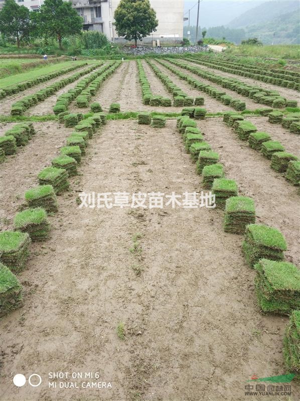 郴州馬尼拉草皮