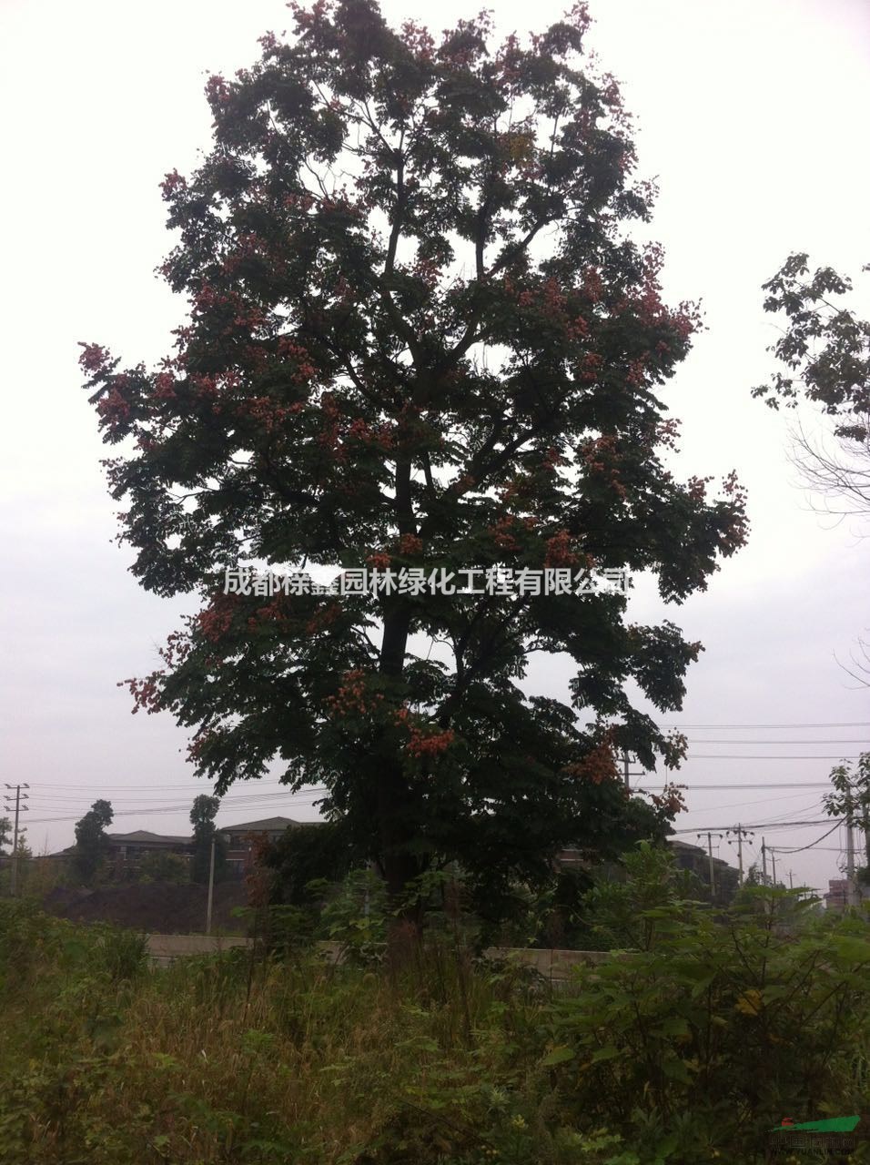 欒樹