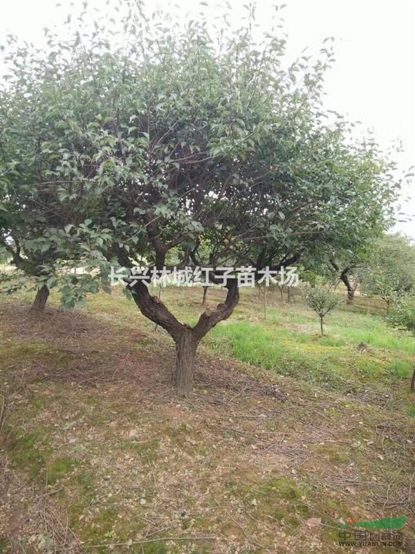 长兴提供红梅怪树