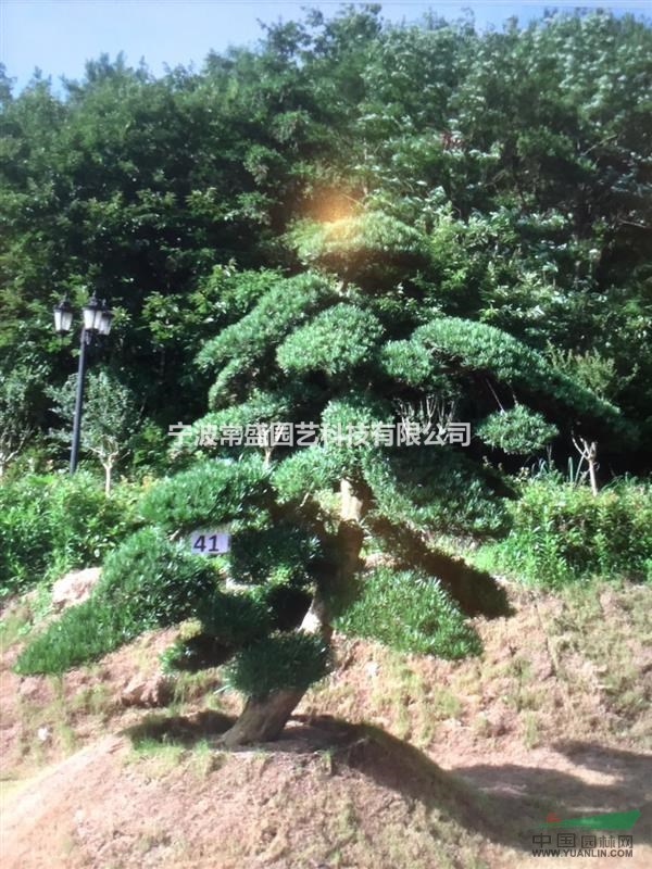 罗汉松产品分类认 证:电 话-手 机:18069005090地 址:浙江省