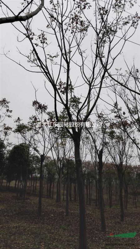 12-40的原生全冠香樟