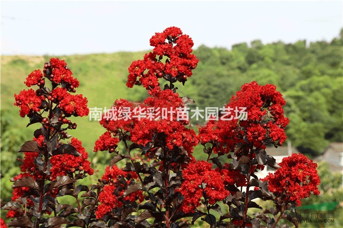 供應(yīng)正宗丹紅紫葉紫薇小苗江西出售紫薇基地