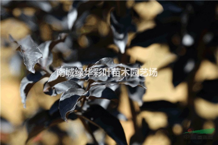 供應(yīng)正宗丹紅紫葉紫薇小苗江西出售紫薇基地