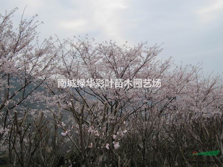 江西速生早櫻小苗供應(yīng) 速生早櫻圖片