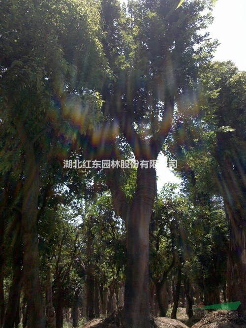 移栽樸樹丨骨架樸樹丨叢生樸樹