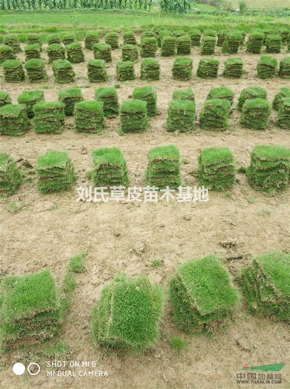 湖南草皮價格